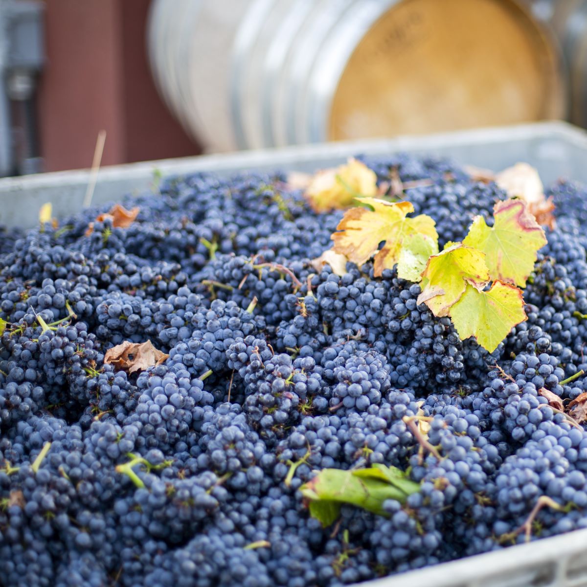 Top Ten Next World Pinot Noir