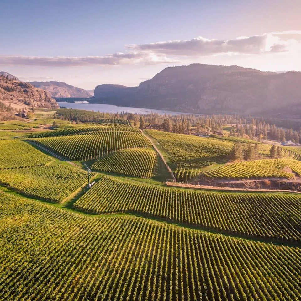 Canada's Top Chardonnays