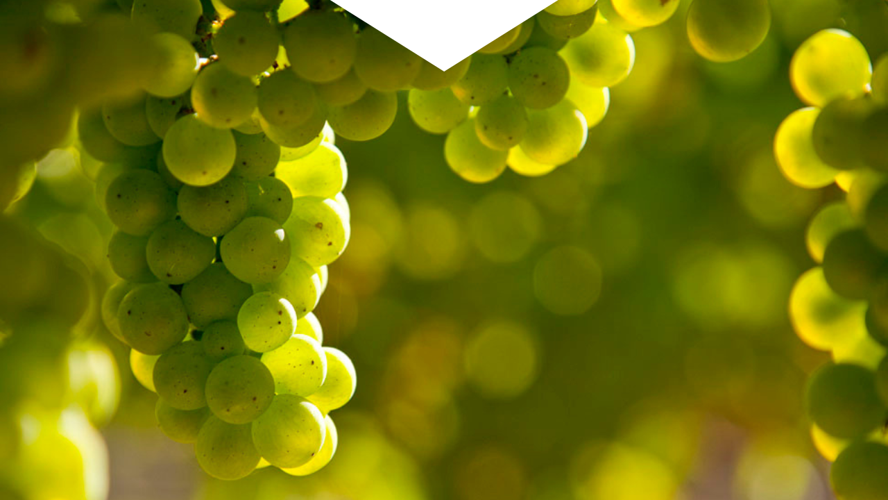 Chardonnay grapes hanging in the sun