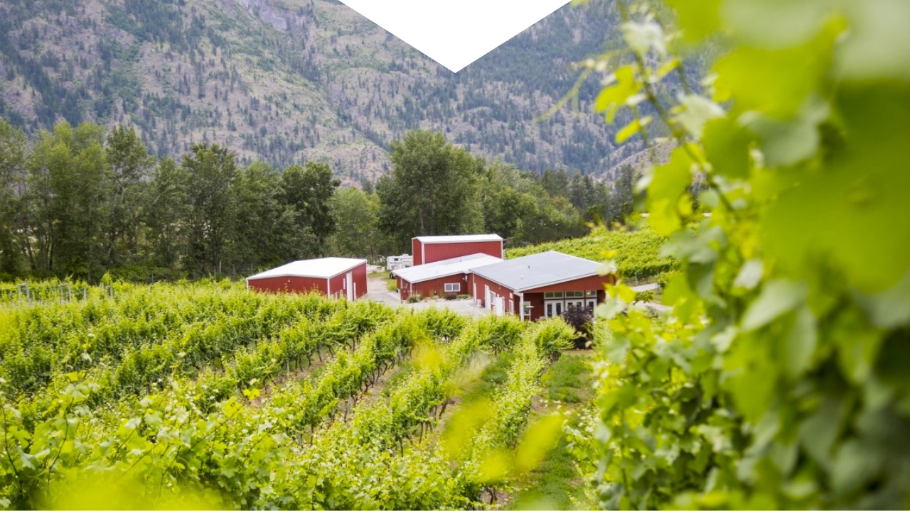 Meyer Family Vineyards view through the vines