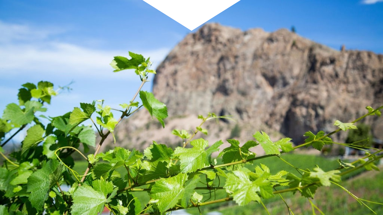 Vines with Peach Cliff in the background