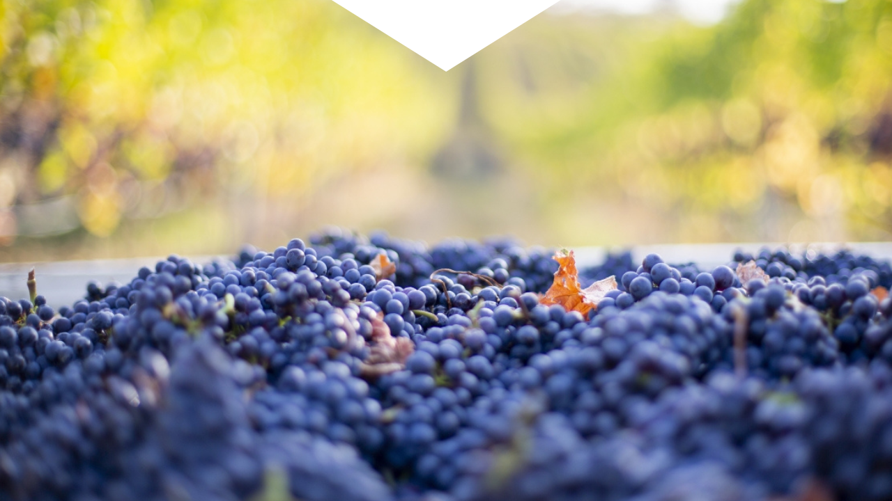 Pinot Noir grapes in a picking bin