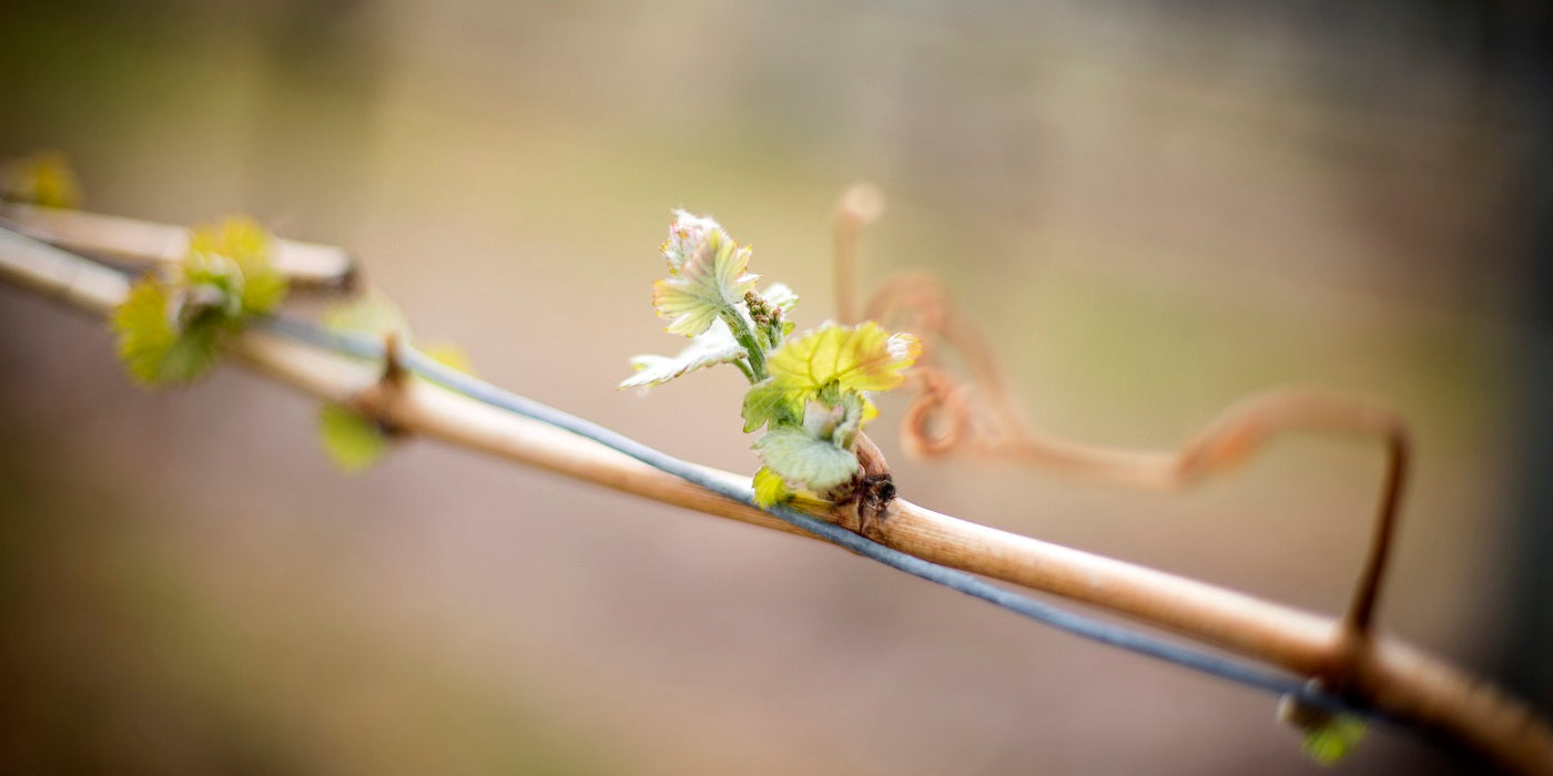 Bud burst, McLean Creek Road, Okanagan Falls