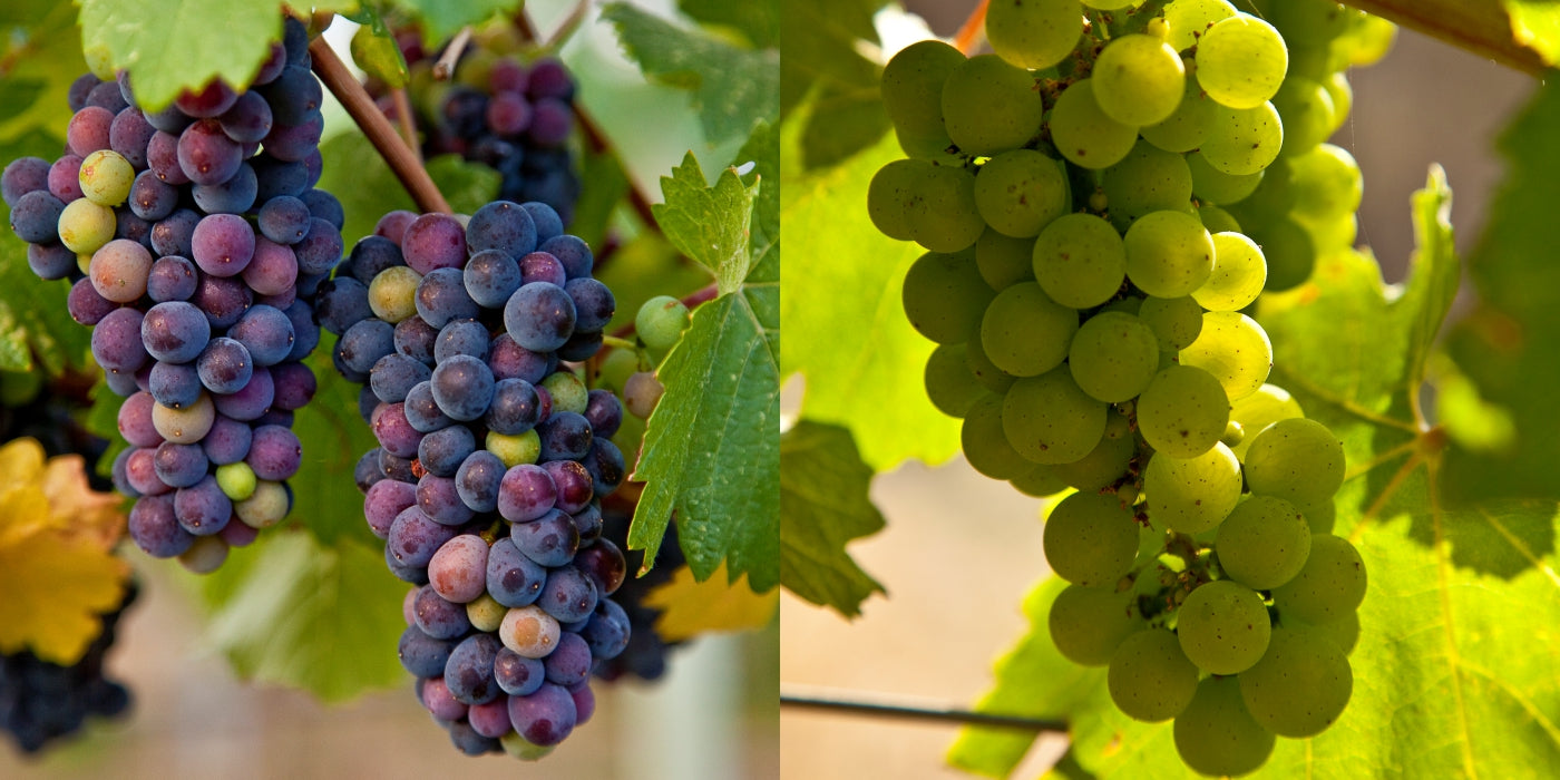 Pinot Noir and Chardonnay grapes