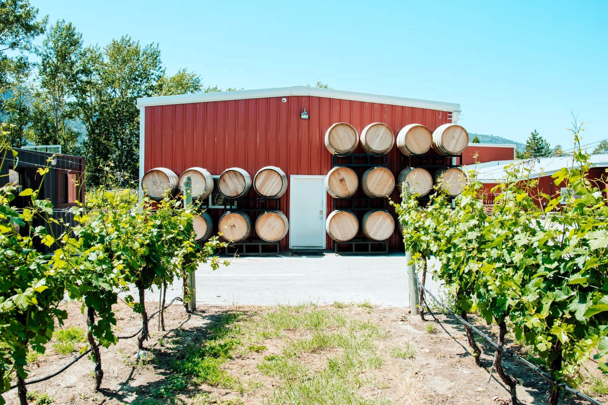 Vineyard and barrels